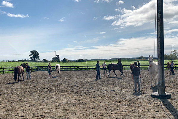 Paddock of people working with horses