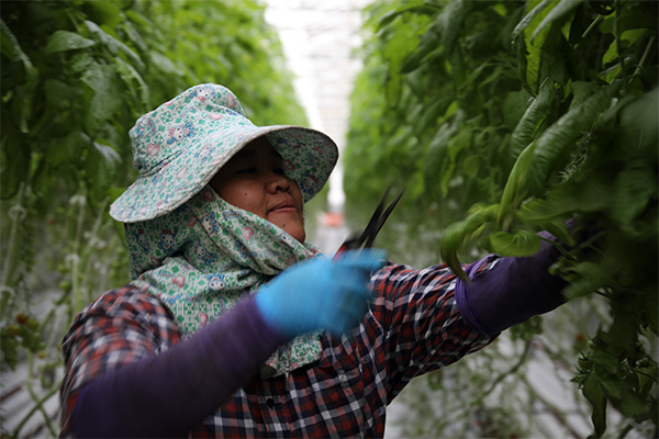 Migrant worker in orchard